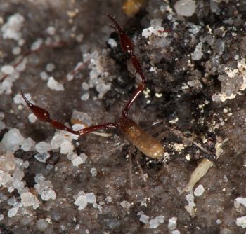 Media type: image;   Invertebrate Zoology 21577